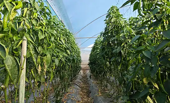 The Role of Yeast Protein Powder in High-Activity Plant Growth